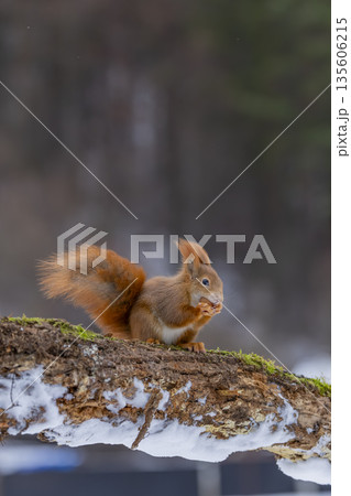 Red squirrel finding food during winter in Velka Fatra mountains Red squirrel finding food during winter in Velka Fatra mountains 135606215