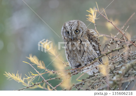 Eurasian scops owl perched on larch tree branch Eurasian scops owl perched on larch tree branch 135606218