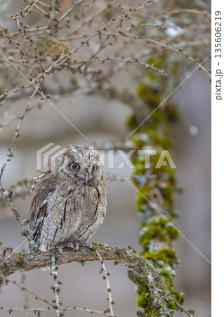 European scops owl perching on larch branch in Velka Fatra National Park European scops owl perching on larch branch in Velka Fatra National Park 135606219