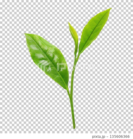 Tea leaves illustration realistic Tea leaves illustration realistic 135606366