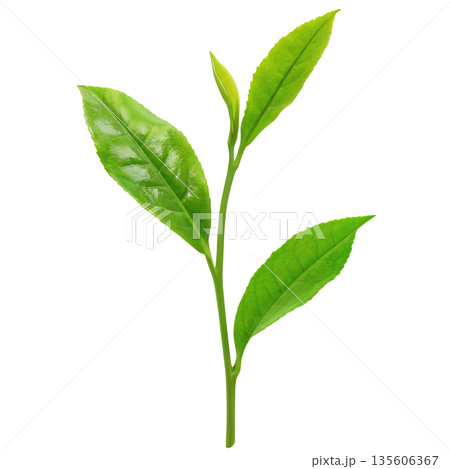 茶葉 お茶の葉 イラスト リアル 135606367
