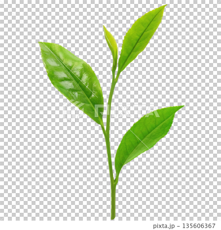 茶葉 お茶の葉 イラスト リアル 135606367