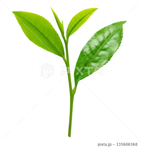 茶葉 お茶の葉 イラスト リアル 135606368