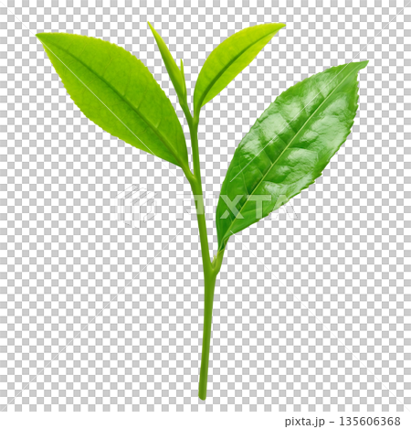茶葉 お茶の葉 イラスト リアル 135606368