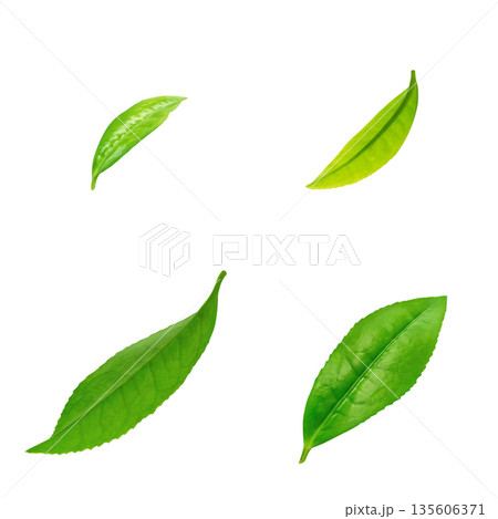 茶葉 お茶の葉 イラスト リアル 茶葉 お茶の葉 イラスト リアル 135606371