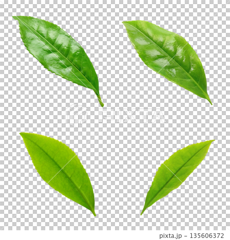 Tea leaves illustration realistic 135606372