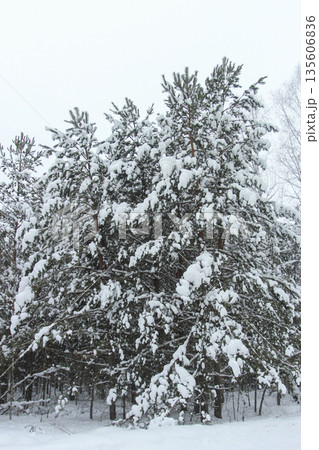 Snowy forest Snowy forest 135606836