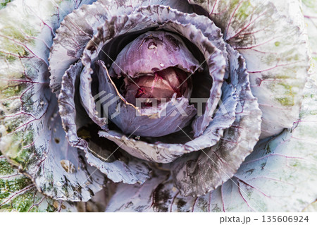 Brassica cabbage vegetable. Farming and harvest. Harvest crop. Cabbage vegetable, Acephala Brassica. Purple background 135606924
