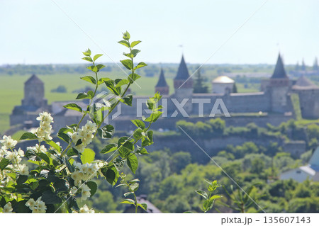 Blooming jasmine flowers against the backdrop of an ancient castle 135607143