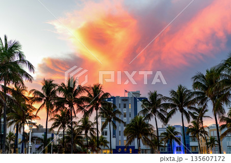 Palm tree. Summer vacation in Miami south beach. Palm tree on sunny day. Tropical beach. Tropical outdoor scene with palm tree. Tropical summer vacation. Summer sunset with palm tree silhouette 135607172