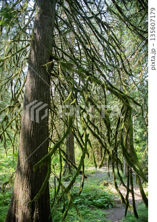Tree branch with moss in Hoh rainforest. Hoh Rainforest. Moss covered tree branch in Hoh Rain Forest. Wild rainforest escape 135607179