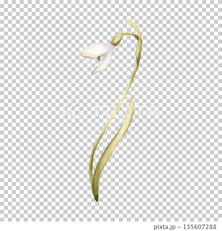 Snowdrop Spring Bulb Flower. Watercolor hand drawn floral illustration isolated on white background for Easter Woman's day design textile fresh fabric print card cosmetic package porcelain crockery Snowdrop Spring Bulb Flower. Watercolor hand drawn floral illustration isolated on white background for Easter Woman's day design textile fresh fabric print card cosmetic package porcelain crockery 135607288
