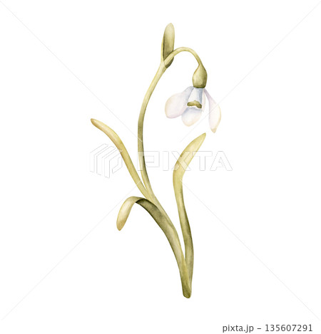 Snowdrop Spring Bulb Flower. Watercolor hand drawn floral illustration isolated on white background for Easter Woman's day design textile fresh fabric print card cosmetic package porcelain crockery Snowdrop Spring Bulb Flower. Watercolor hand drawn floral illustration isolated on white background for Easter Woman's day design textile fresh fabric print card cosmetic package porcelain crockery 135607291