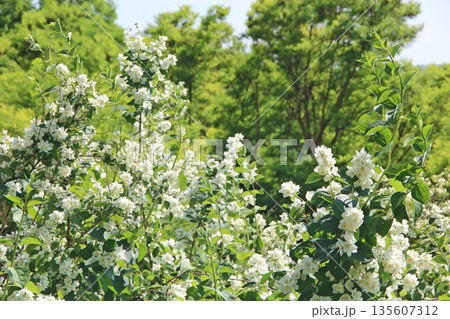 White jasmine flowers with lush green leaves. Jasmine flowers in bloom White jasmine flowers with lush green leaves. Jasmine flowers in bloom 135607312