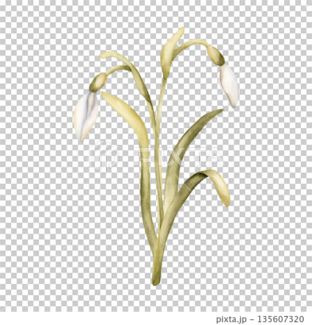 Snowdrop Spring Bulb Flower. Watercolor hand drawn floral illustration isolated on white background for Easter Woman's day design textile fresh fabric print card cosmetic package porcelain crockery Snowdrop Spring Bulb Flower. Watercolor hand drawn floral illustration isolated on white background for Easter Woman's day design textile fresh fabric print card cosmetic package porcelain crockery 135607320