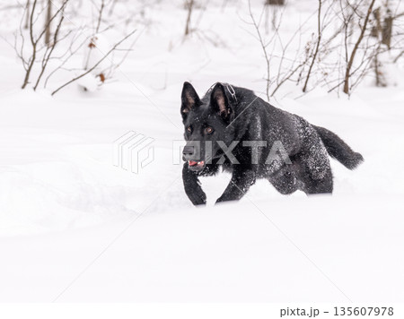 A German shepherd runs in a snowy forest. Beautiful black dog in the snow 135607978