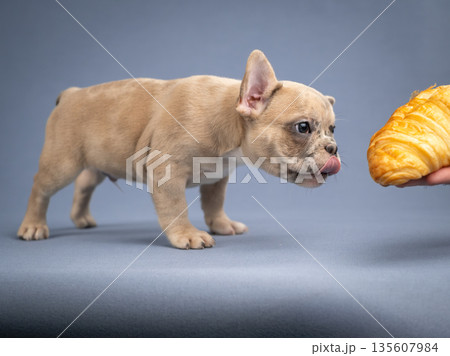 A French bulldog puppy reaches for a croissant. The dog wants to try sweet pastries. 135607984