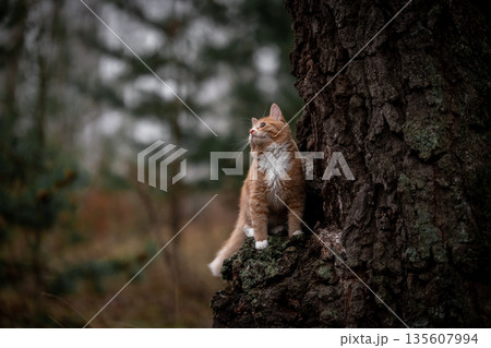 A luxurious red kitten in the middle of a dark autumn forest. A beautiful animal in nature. A luxurious red kitten in the middle of a dark autumn forest. A beautiful animal in nature. 135607994