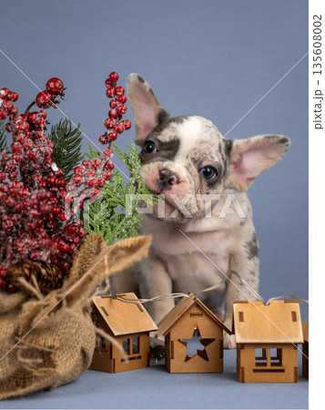 A French bulldog puppy chews on a Christmas tree. 135608002