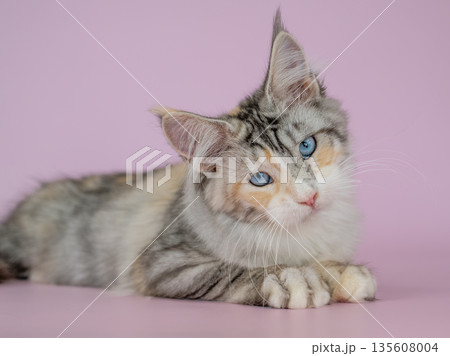 A Maine Coon kitten with blue eyes on a pink background A Maine Coon kitten with blue eyes on a pink background 135608004