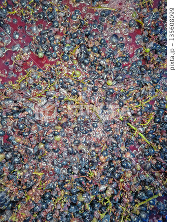 Close-up the fermentation process of crushed grapes transforming into fresh must. Winemaking procedure, squeezed aromatic fruits luring wasps Close-up the fermentation process of crushed grapes transforming into fresh must. Winemaking procedure, squeezed aromatic fruits luring wasps 135608099