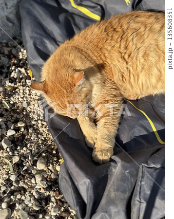 Ginger cat sleeping on gravel and fabric under warm sunlight with paws tucked in 135608351