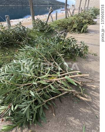 Trimmed branches scattered on a paved pathway by a waterfront, ideal for nature background 135608358