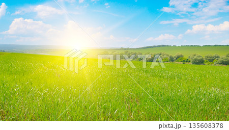 Panoramic Green Wheat Field at Bright Summer Sunrise 135608378
