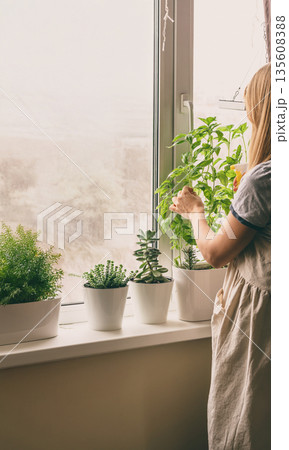woman is taking care of houseplants 135608388