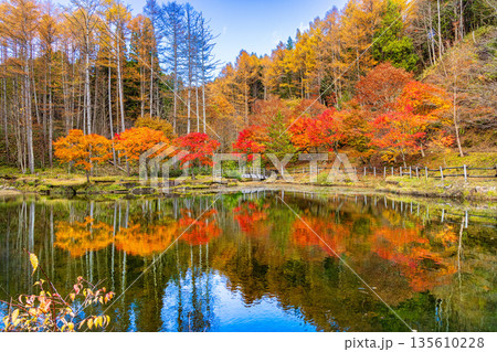 せせらぎ渓谷 (11月 紅葉) せせらぎ渓谷 (11月 紅葉) 135610228