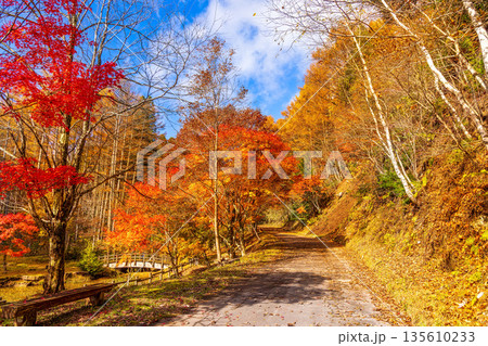 せせらぎ渓谷 (11月 紅葉) せせらぎ渓谷 (11月 紅葉) 135610233