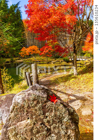 せせらぎ渓谷 (11月　紅葉) 135610234