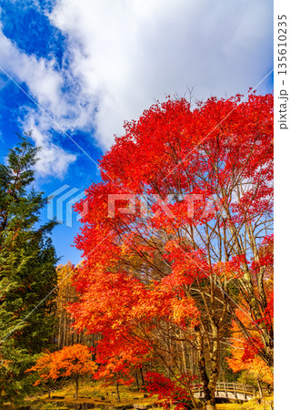 せせらぎ渓谷 (11月　紅葉) 135610235