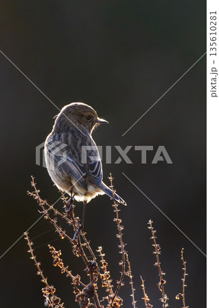 Stonechat backlit in golden sunshine at nature reserve 135610281