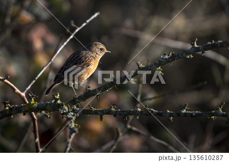 Stonechat in pool of sunlight 135610287