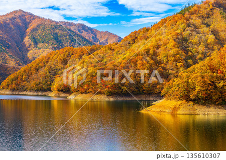 九頭竜ダム　(11月　紅葉　秋　晴れ) 135610307