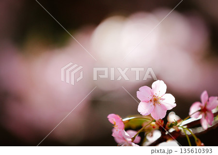闇に浮かぶ一輪の河津桜 135610393