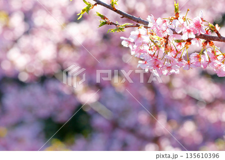 春爛漫の河津桜と明るい光 135610396