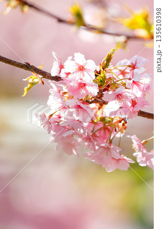 太陽に輝く満開の河津桜_縦 135610398