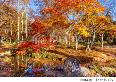 ひるがの分水嶺公園　(11月　紅葉) 135610415
