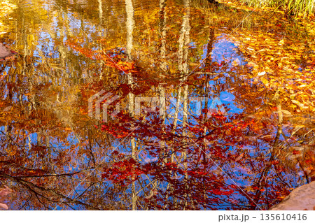 ひるがの分水嶺公園　(11月　紅葉) 135610416