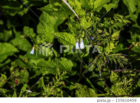 Symphytum Officinale flowering herb, white common comfrey. 135610459
