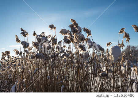 Thickets of reeds on a clear frosty snowy day 135610480