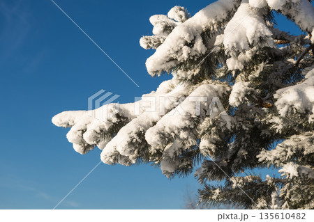 sparkling snow with frost on a branch on a clear winter day 135610482