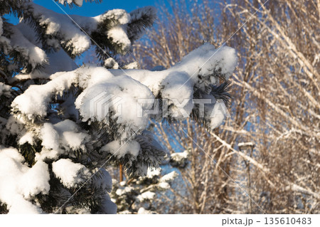 sparkling snow with frost on a branch on a clear winter day 135610483