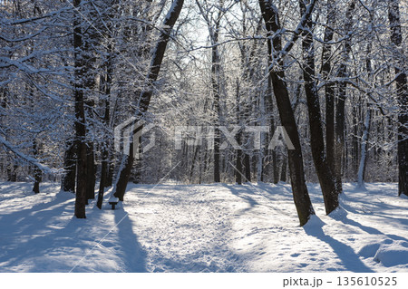 Walking in a pristine winter wonderland. Sunlit snowy path in a peaceful forest. Walking in a pristine winter wonderland. Sunlit snowy path in a peaceful forest. 135610525