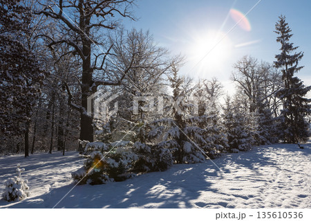 landscape of a snowy park on a clear winter day 135610536