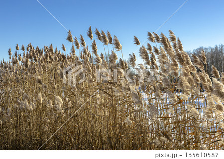 Thickets of reeds on a clear frosty snowy day 135610587