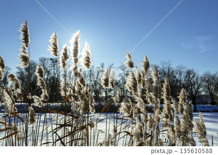Thickets of reeds on a clear frosty snowy day Thickets of reeds on a clear frosty snowy day 135610588
