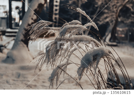 Reed thickets on a frosty snowy night Reed thickets on a frosty snowy night 135610615